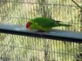 /album/lori-timorsky-iris-lorikeet/lori-timorsky-1-jpg/